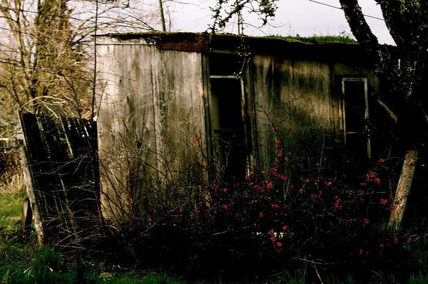 eugene alley shack