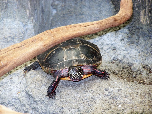 Turtle 1
