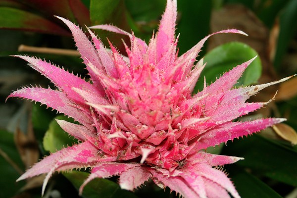 Silver Vase Bromeliad