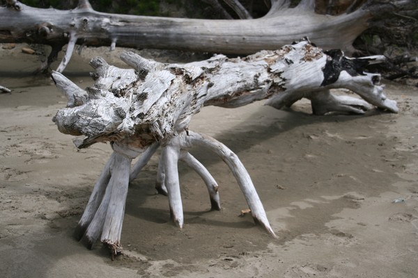 Beach Dinosaur