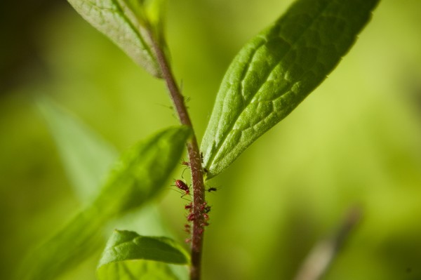 Little Buggies