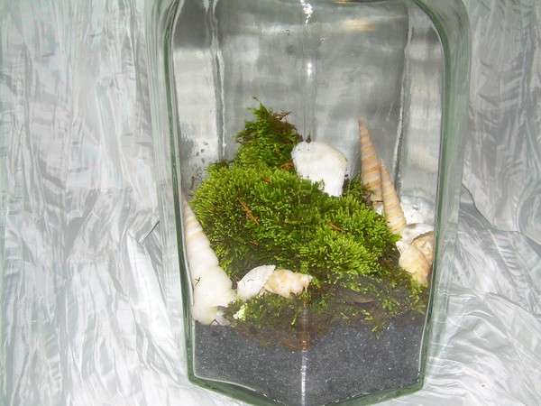 Terrarium #6