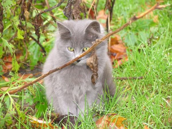 chaton lemti