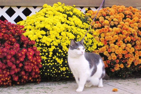 Autumn  Flowers and Trixie