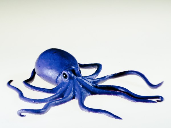 Octopus!