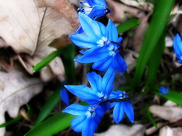 The Color Blue