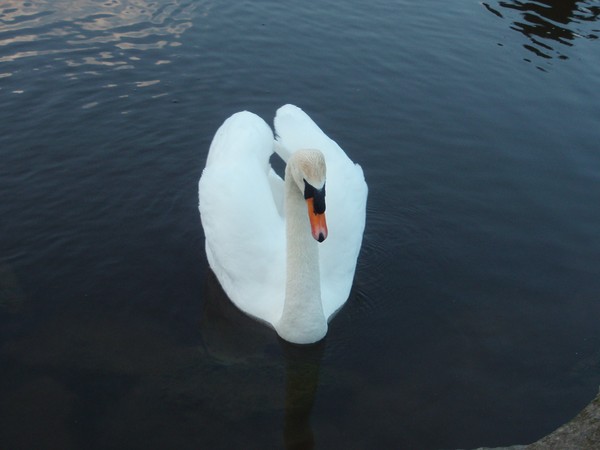 Swan on the Lagan