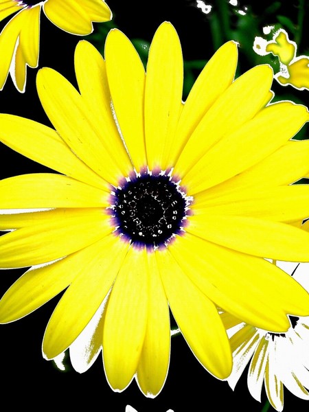 FLOWER 62