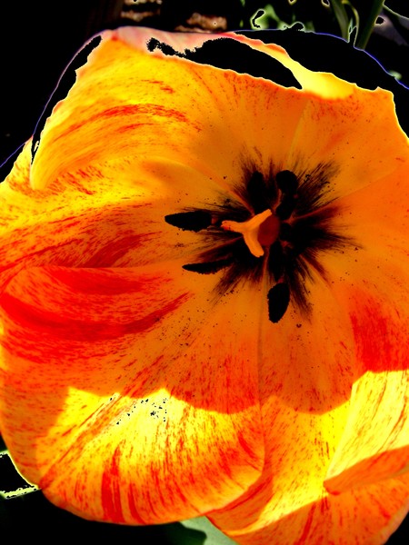 floral 65