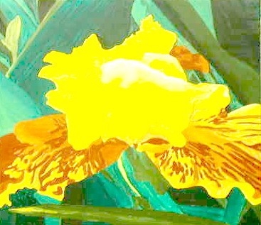Yellow Iris