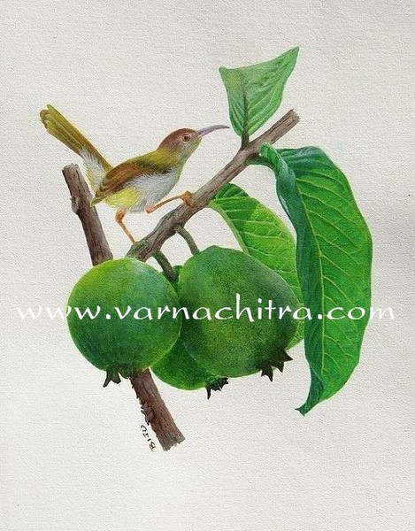 Stealer, a bird painting with fruits and leaves