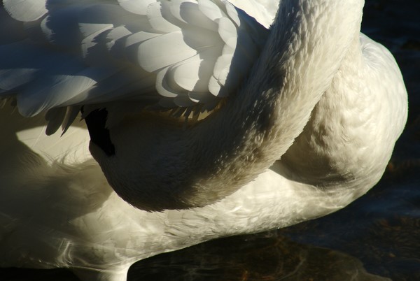 Scratching An Itch