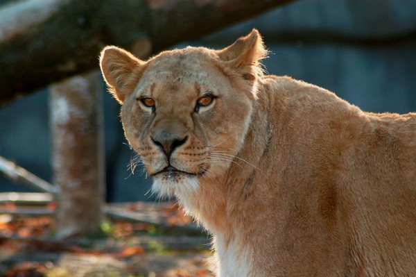 The Lioness