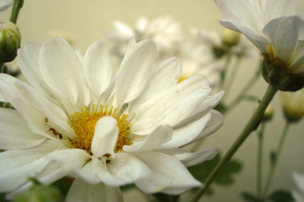 whites