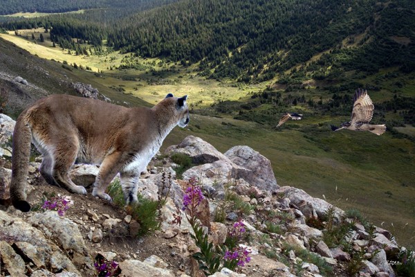 High and Wild
