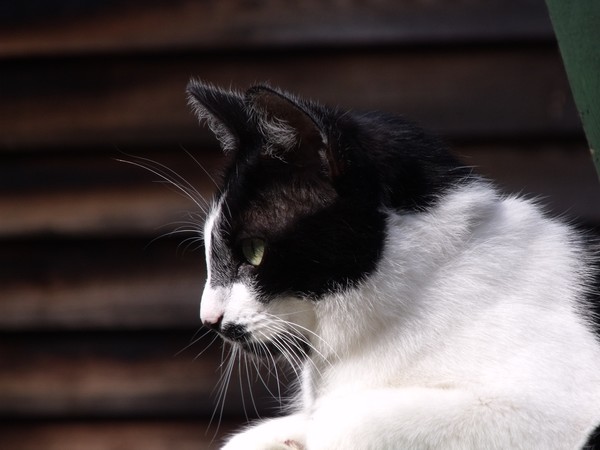 Cat Portrait