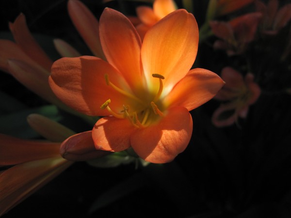 Front Porch Flowers