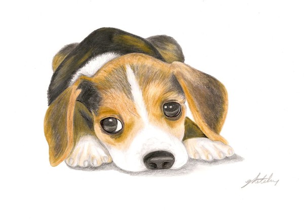 Beagle Puppy