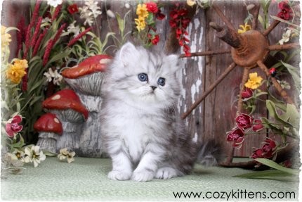 Cozy Kittens & Sue Johnson - www.cozykittens.com