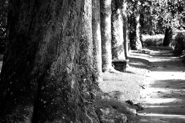 Tree Line