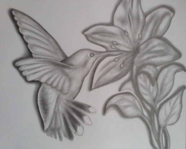 HUMMINGBIRDS