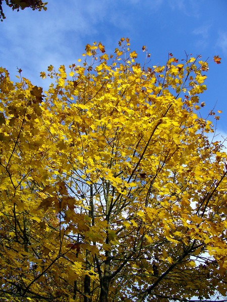 Golden Tree