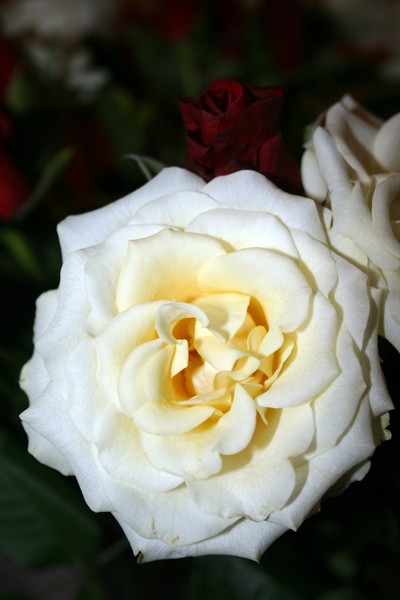 White Rose
