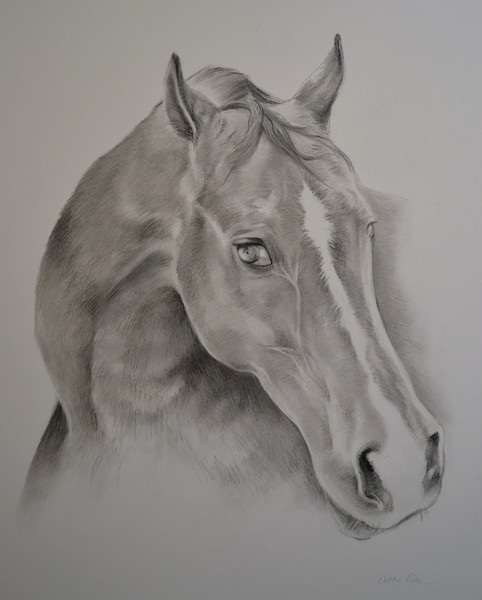 Equine sketchings