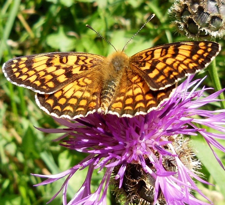 BUTTERFLY