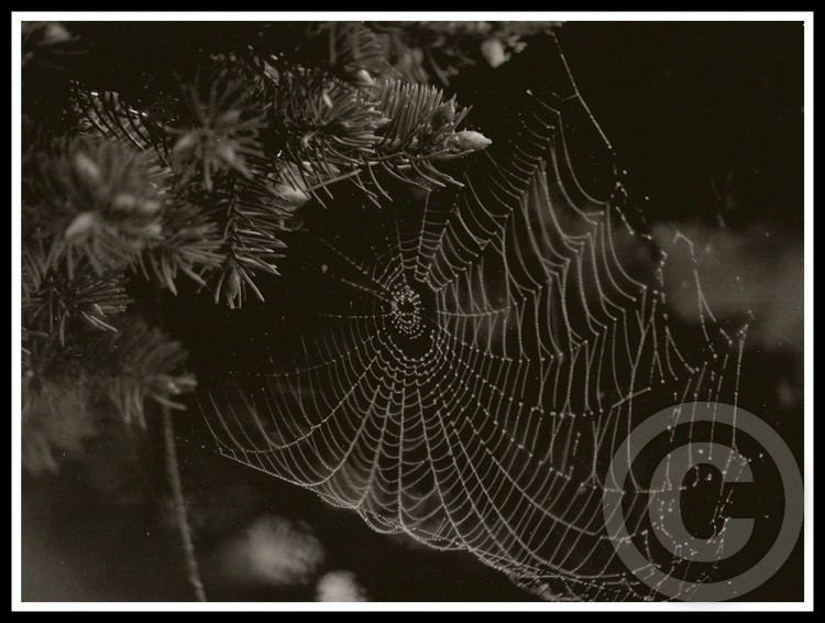 cobweb