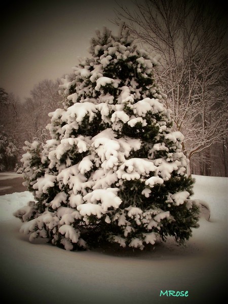 Blue Spruce in my front yard
