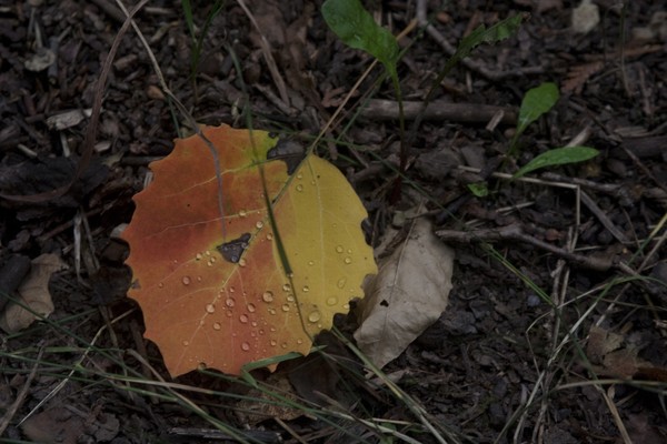 catching the fall