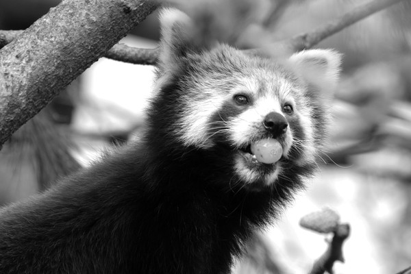 Ailurus fulgens