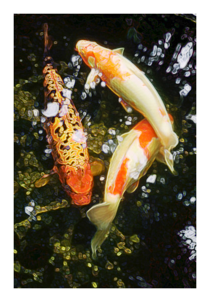 Koi