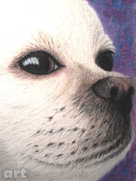 Chihuahua Dog