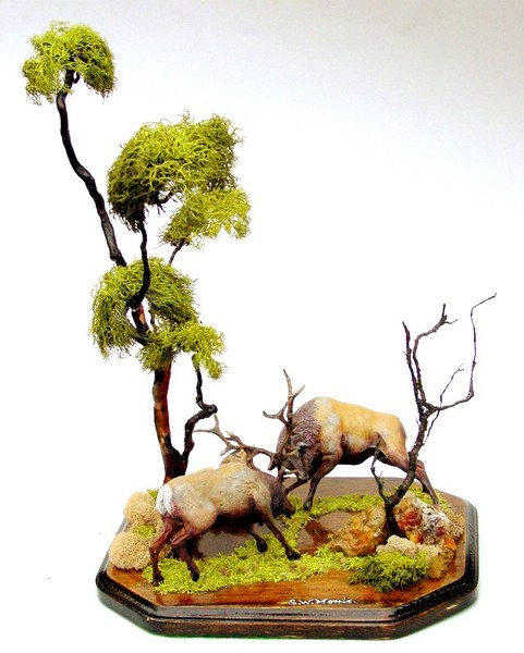 Elk fight