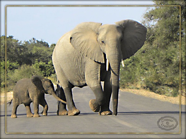 ElLephant and baby1 2012