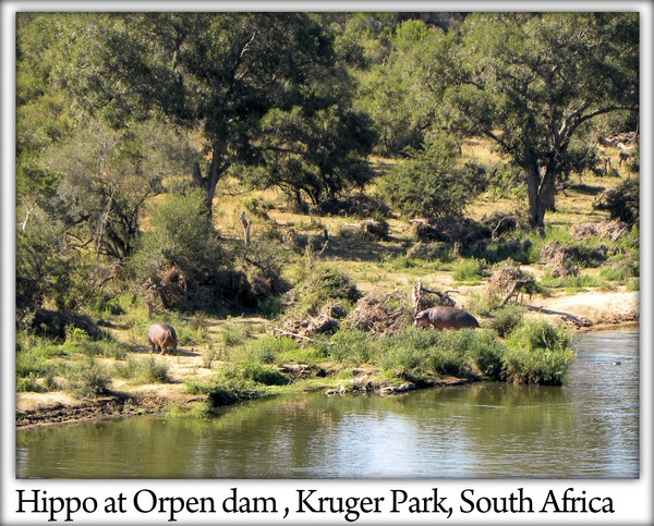 Hippo's at Orpen Dam 2012