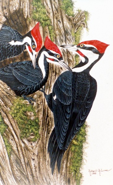 Pitiated Woodpecker Feeding Young