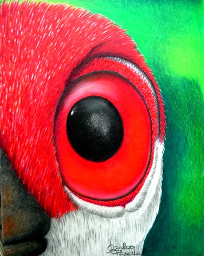Florida sandhill crane's eye