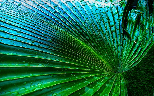 palm