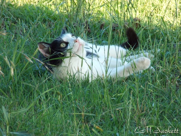 Tom1