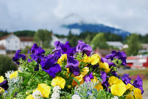 Memory of Haines