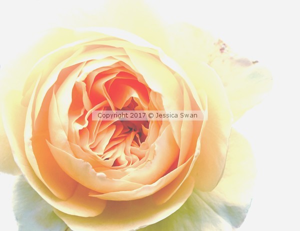 Yellow Rose