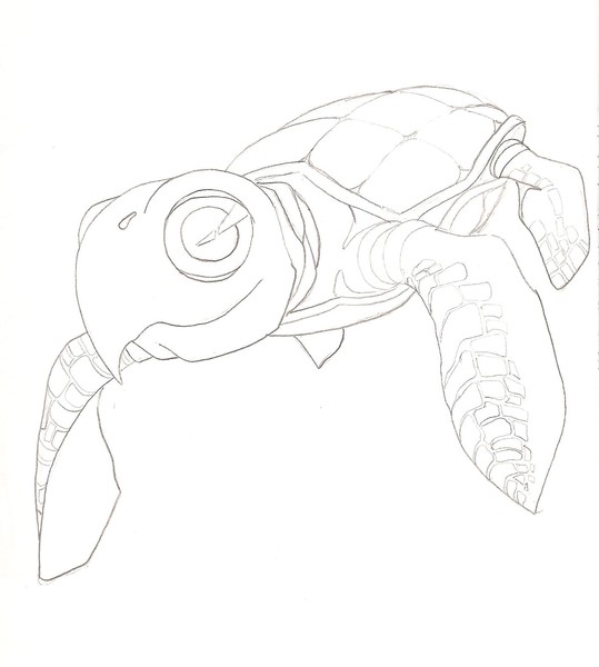 Sea turtle