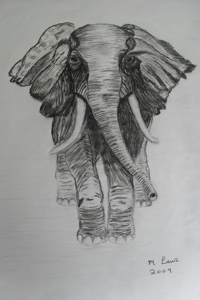 charging elephant