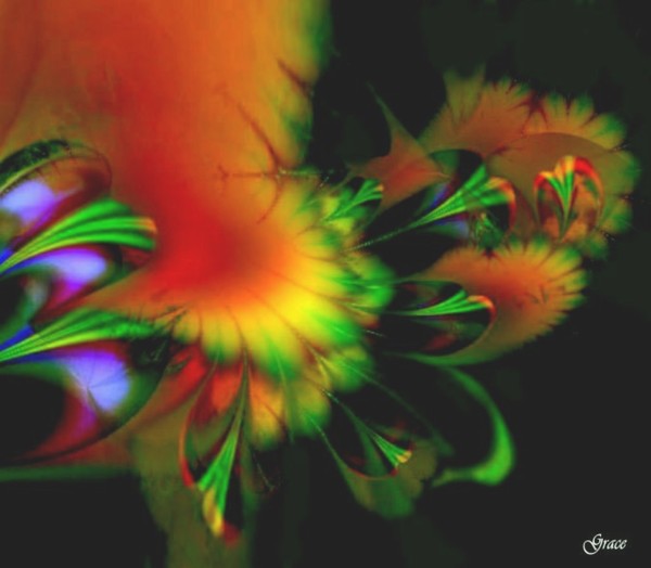 Peacock Feathers