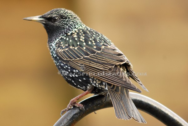 Starling