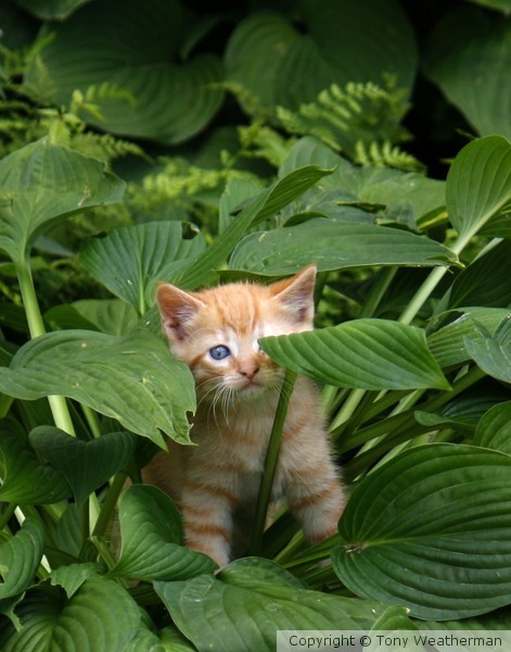 Kitten in hostus, ne1159