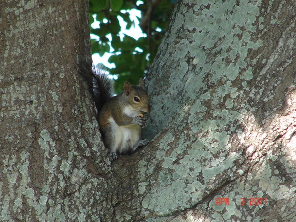 Thank You For The Peanut-photo